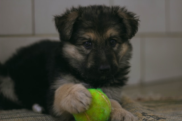 Navigating Your Purchase of a German Shepherd Puppy